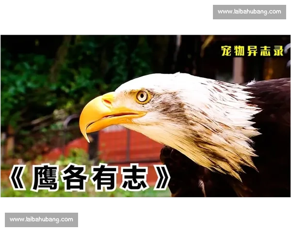 猫与鹰的天空较量:捕猎本能与灵巧身手的极限对决 猫与鹰的天空较量:捕猎本能与灵巧身手的极限对决